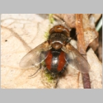 Gonia divisa - Raupenfliege 01a 8mm.jpg